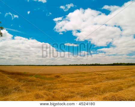 Paisagem com trigo amadurecido