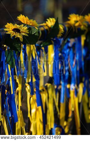 Ribbons On The Fence And Sunflowers, Symbols Of Ukraine. Blue And Yellw Are The Colors Of Ukrainian 