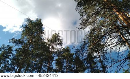 Slender Trunks Of Pine Trees And A White Cloud. Summer Day In The Forest. High Straight Trunks Of Pi