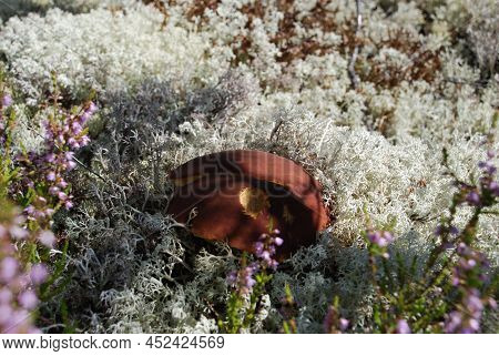 A Porcini Mushroom Cap Has Grown Among The White Moss. Summer Day. A Brown Porcini Mushroom Cap Has 