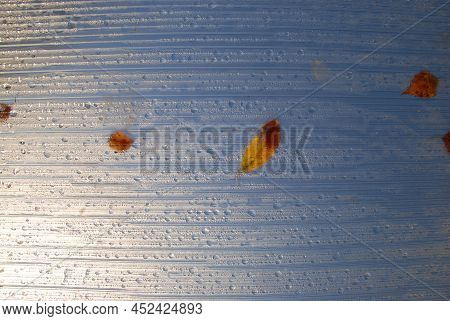 Yellow Fallen Leaves On A Translucent Leaf. On The Roof Of The Greenhouse, Yellow Fallen Leaves Lie 