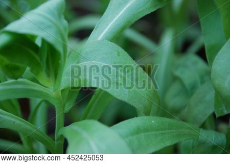 Green Leaves With Water Drops. Close-up On The Green Leaves Of A Plant, On A Lithium Of Water. Elong