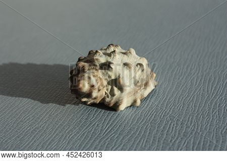 Seashell Of Sea Snail Widemouth Rockshell Or Wide-mouthed Purpura, Wide-mouthed Dye Shell (plicopurp