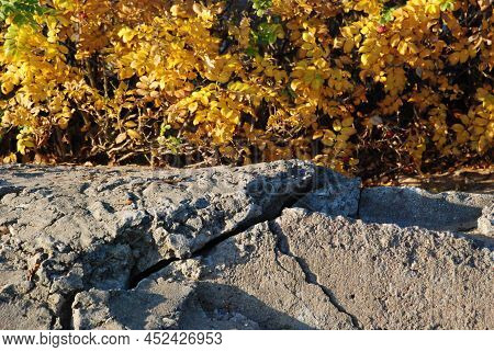 Autumn Is Near But Life Goes On. Bushes Grow Over A Concrete Wall. Bushes And Concrete Illuminate Th