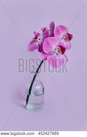 Beautiful Violet Orchid Flowers In A Vase On Pastel Purple Background. Minimal Concept.