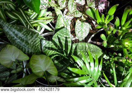 House Plants. Greenery. Home Potted Plant Top View. Epipremnum. Syngonium. Aichryson. Chlorophytum. 