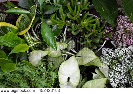 House Plants. Greenery. Home Potted Plant Top View. Epipremnum. Syngonium. Aichryson. Chlorophytum. 