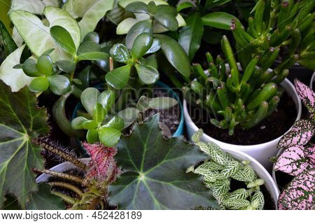 House Plants. Greenery. Home Potted Plant Top View. Epipremnum. Syngonium. Aichryson. Chlorophytum. 
