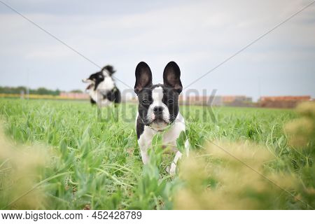 Puppy Of French Bulldog Is Running In Yellow Colza. He Is Running For His Breader