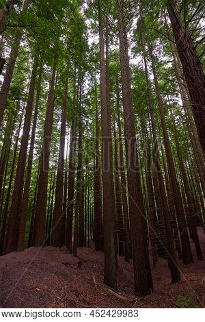 An Immense Forest Of Giant Sequoias Soaring To The Sky