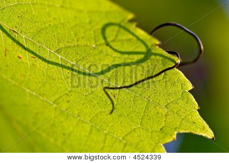 Leaf Of Grapevine