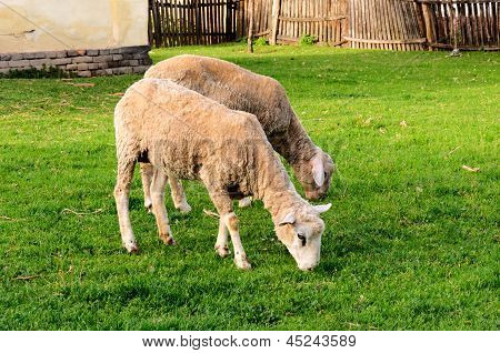 คู่ของ Sheeps