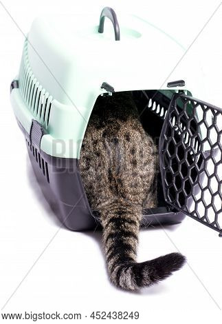 Isolated Image, A Tiger Cat Enters A Cat Carrier, Beautiful Domestic Cats, Cats In The House, Pets, 