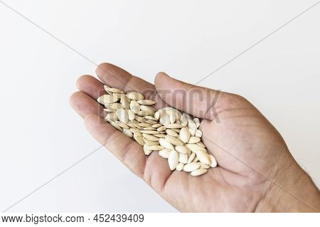 Apple Gourd Or Indian Baby Pumpkin Seeds In Hand With White Background