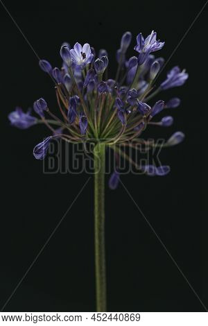 Blue Flower Close Up With Light From Above On Black Background