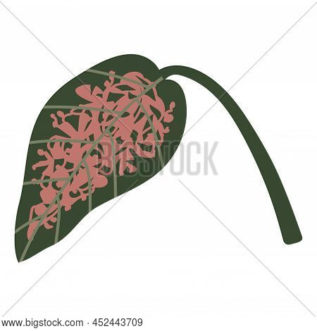 Vector Isolated Element. A Leaf Of Aglaonema. Houseplant. Color Image On A White Background. The Pri