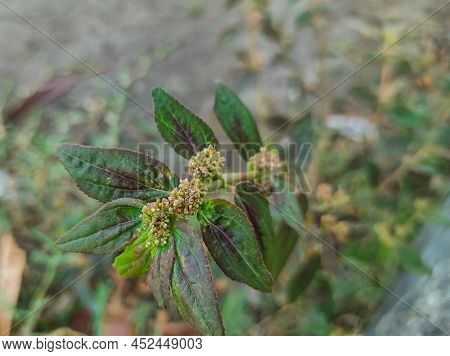Closeup Shot Of Dudheli Plant Background Blue