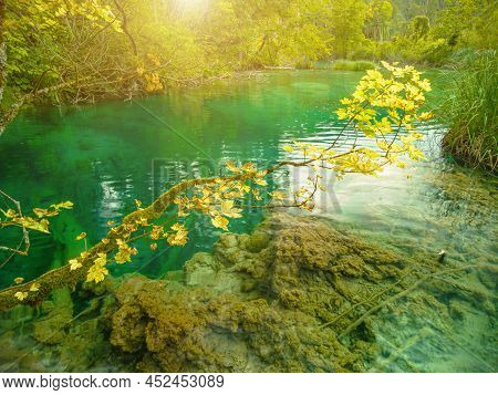 Maple Tree Of The Milino Jezero Lake Of Plitvice Lakes National Park In Croatia, Lika Region. Unesco