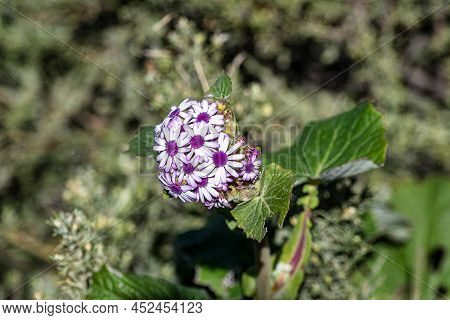 Flora In The Valley Of Tejeda At Gran Canaria, Spain. Montains Of The Central Part Of The Island, Hi