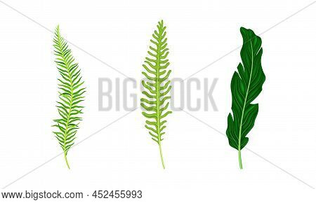 Tropical Exotic Palm Leaves Set. Green Jungle Plant Peaf Vector Illustration