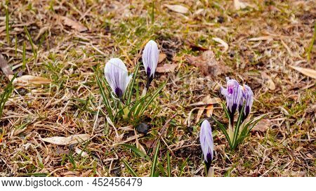 Blooming Crocus Vernus Or Croci With White Petals With Lilac Stripes And Orange Stigma And Anthers, 