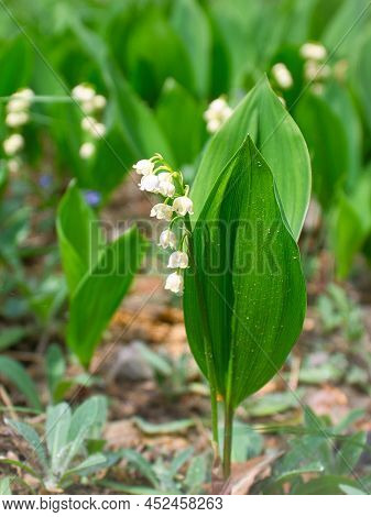 Lily Of The Valley On The Forest Floor. Green Leaves, White Flowers. Early Bloomers That Herald The 