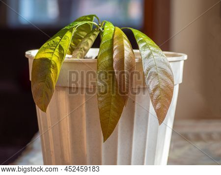 A Small Mango Tree Has Grown From A Seed In A Pot.  Beautiful Juicy Green Leaves With A Red Tint Of 