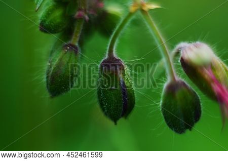 Dark Purple Flower Of Geranium Phaeum 'raven' In The Garden