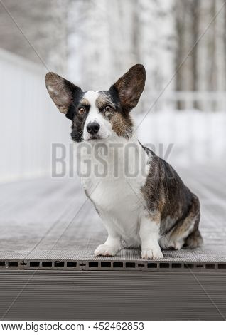 Welsh Corgi Cardigan Sitting On The Near The House In The Yard