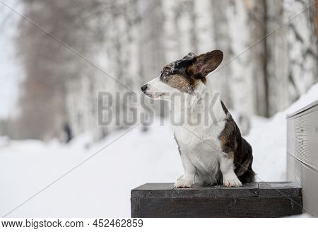 Dog Is Afraid Of Heights And Flattens His Ears
