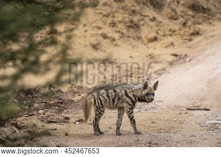 Striped Hyena Side Profile With Eye Contact On Safari Track Blocking Road During Outdoor Jungle Safa