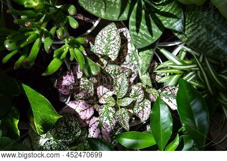 House Plants. Greenery. Home Potted Plant Top View. Epipremnum. Syngonium. Aichryson. Chlorophytum. 