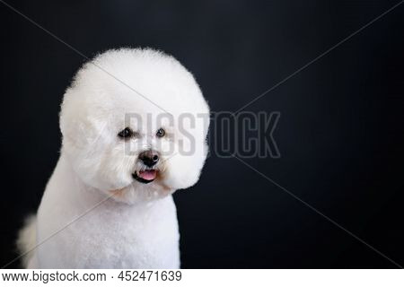 Portrait Of White Bishop Frise Dog On A Dark Background.
