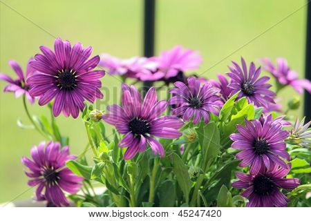 Osteospermum Akila lila blomma