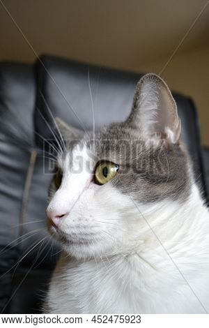 Portrait Of A Gray And White Cat.