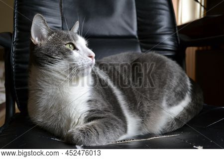 Portrait Of A Gray And White Cat.