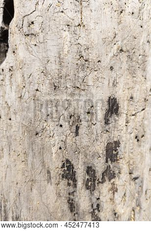The Surface Of The Old Gray Drift Wood Texture. Empty Template.