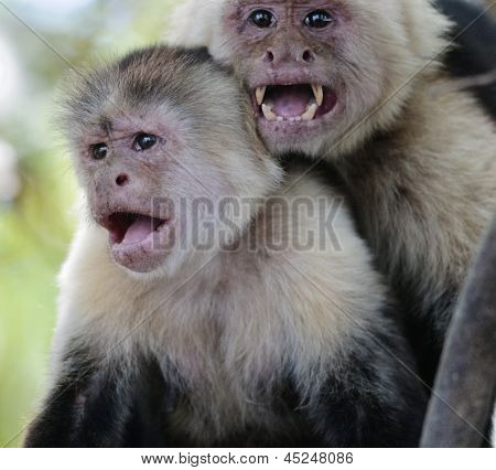 Two Capuchin Monkeys