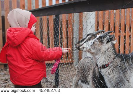 Little Girl Feeding Goats On The Farm. Agritourism Concept. Beautiful Baby Child Petting Animals In 