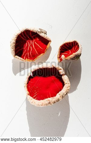 Sarcoscypha austriaca or Sarcoscypha coccinea isolated