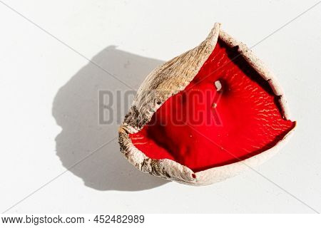 Sarcoscypha austriaca or Sarcoscypha coccinea isolated