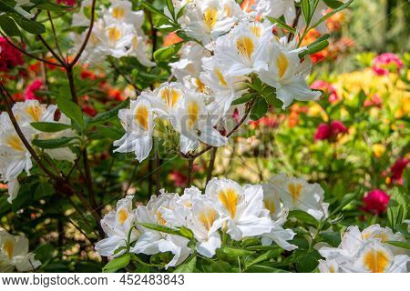 Flowers Of Hybrid Rhododendron Cultivar Juck Brydon Close-up. Evergreen Shrub. Used As An Ornamental