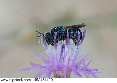 Closeup On A Small Dark Cuckoo Bee, Stelis Simillima , Which Parasites Lithurgus Chrysurus, Drinking