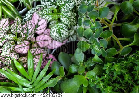 House plants. Greenery. Home potted plant top view. Epipremnum. Syngonium. Aichryson. Chlorophytum. 