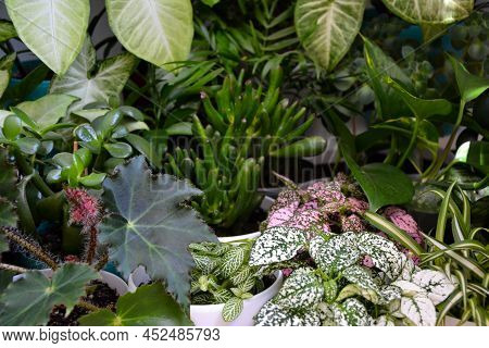 House plants. Greenery. Home potted plant top view. Epipremnum. Syngonium. Aichryson. Chlorophytum. 