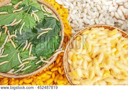 Silkworm Larvae And Silkworm Eggs In The Baskets. The First Stage Of Silk Production. Handicraft. Or
