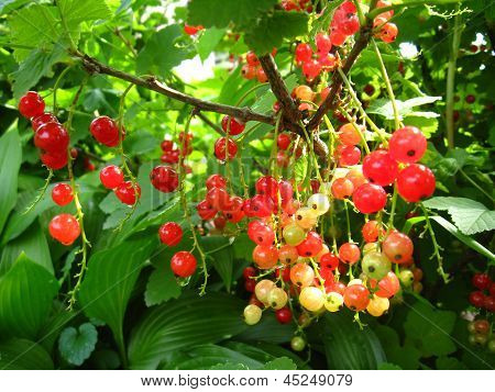 branch berry of a red currant