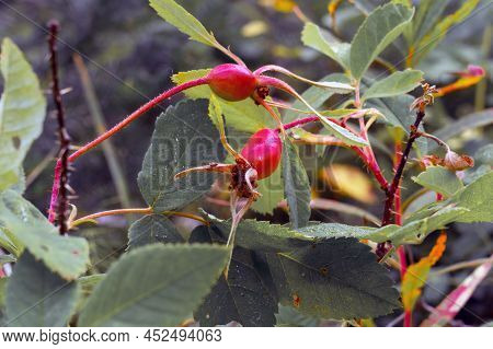 Rosehip Fruits Or Rosehip Cinnamon Latin: Rosa Majalis