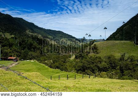 View Of The Beautiful Cloud Forest And The Quindio Wax Palms At The Cocora Valley Located In Salento