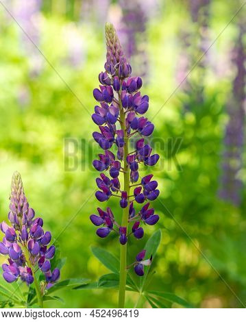 Colorful Blue And Purple Colorful Vibrant Lupine Wildflowers In With Bokeh Blurred Background. Photo